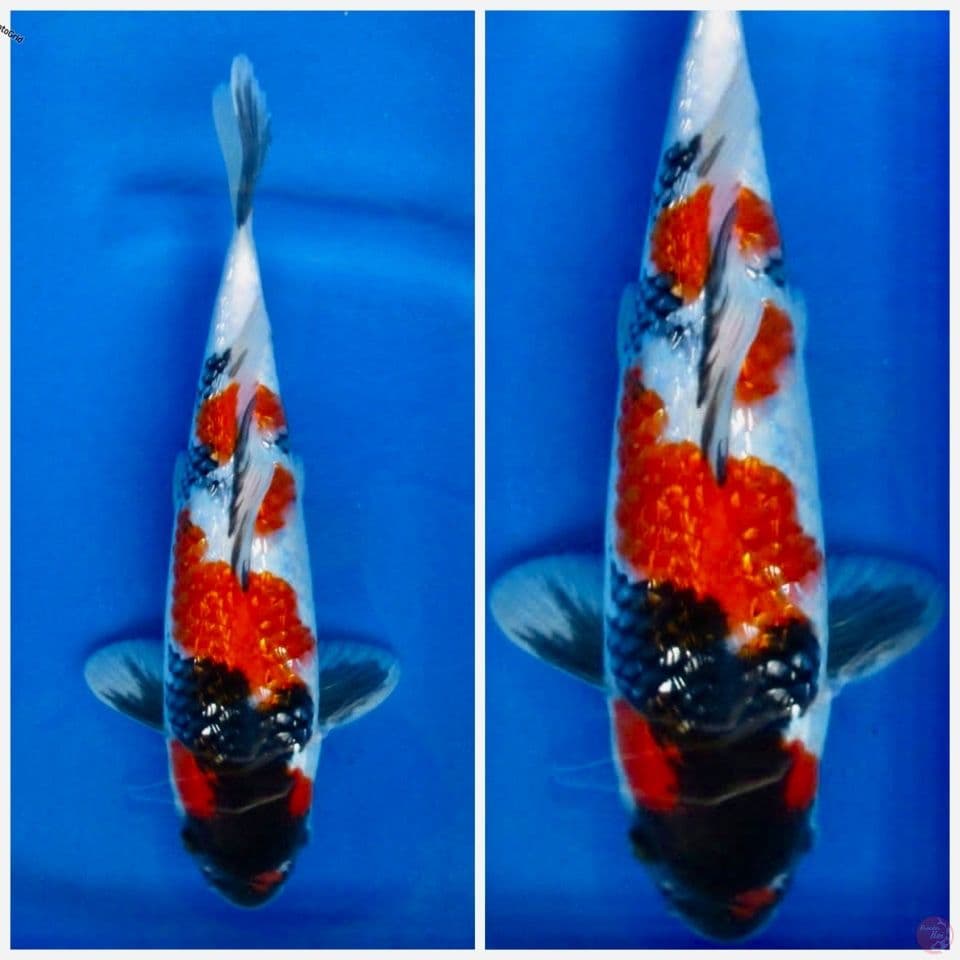 Showa gingrin F1 Sakai 30cm male