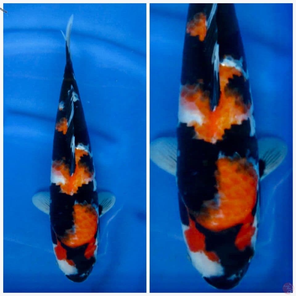 Hi showa F1 sakai 35cm Female