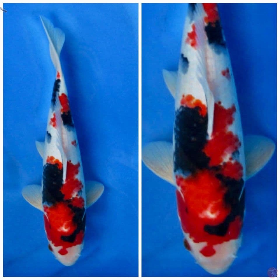 Kindai showa F1 sakai 30cm male