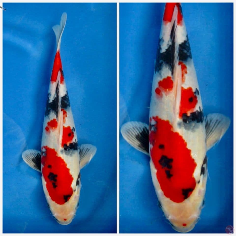 Kindai showa F1 sakai 32cm male