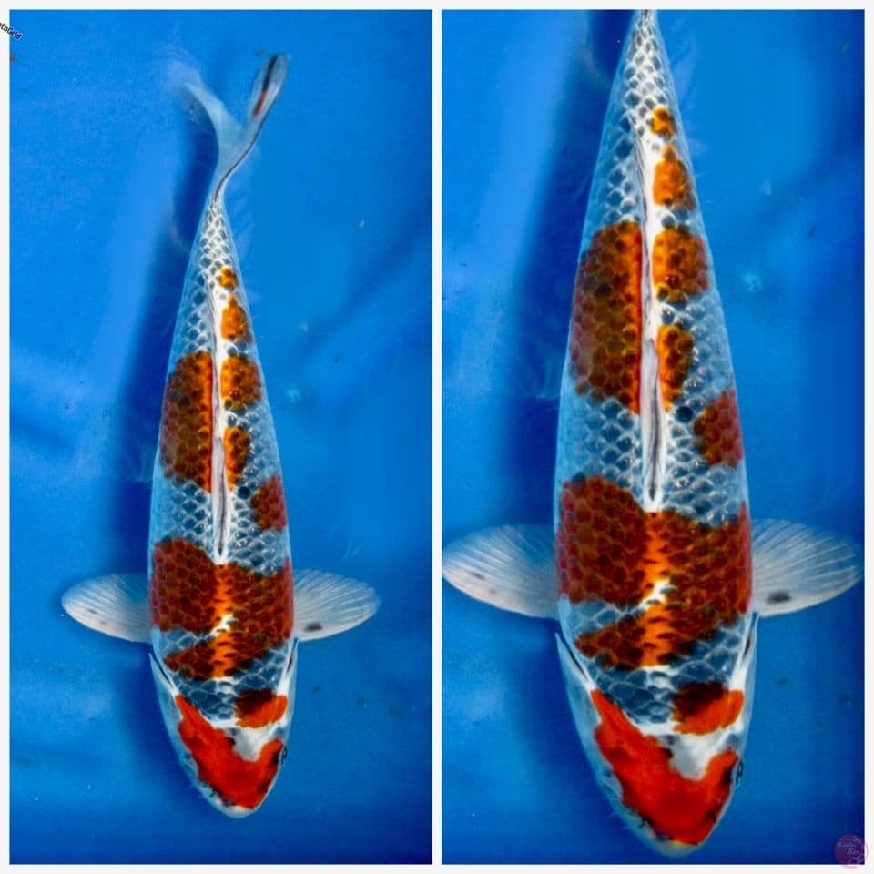 Super kujaku F1 33cm male