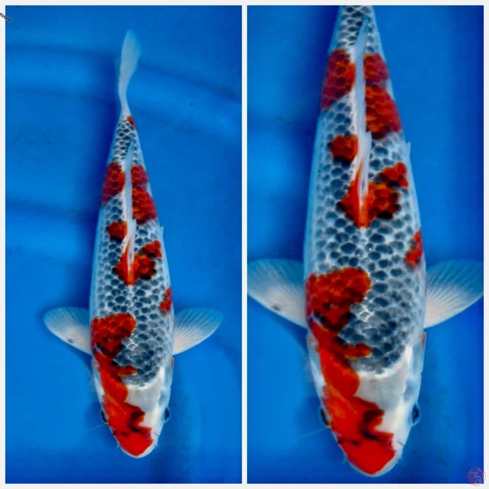 Goshiki ori 30cm male