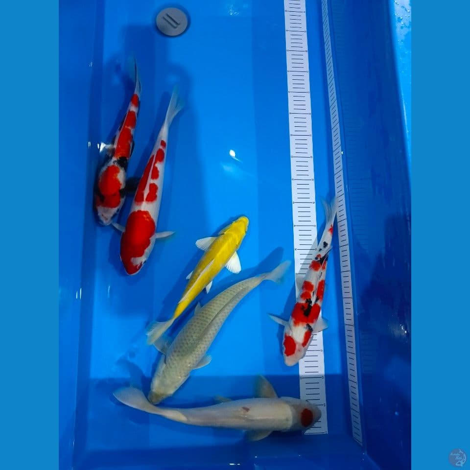 mix sanke showa kohaku tancho soragoi ogon