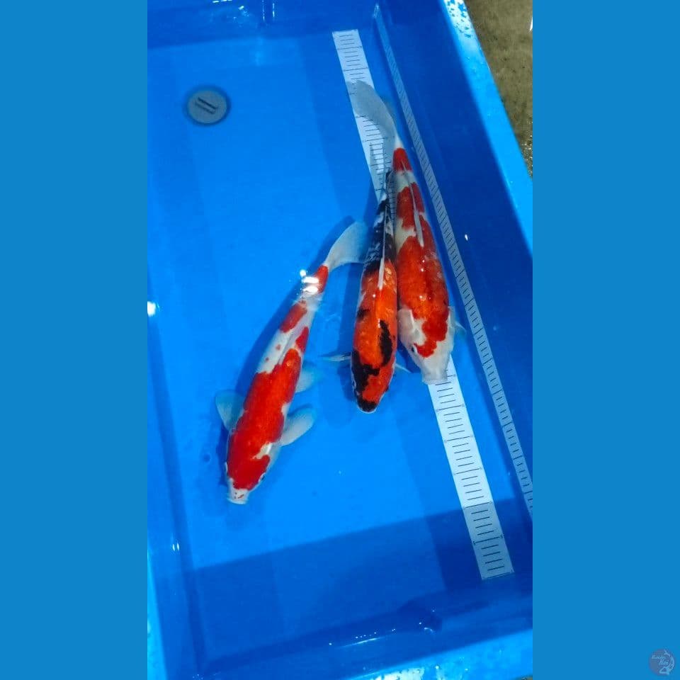 mix Ai Goromo showa kohaku