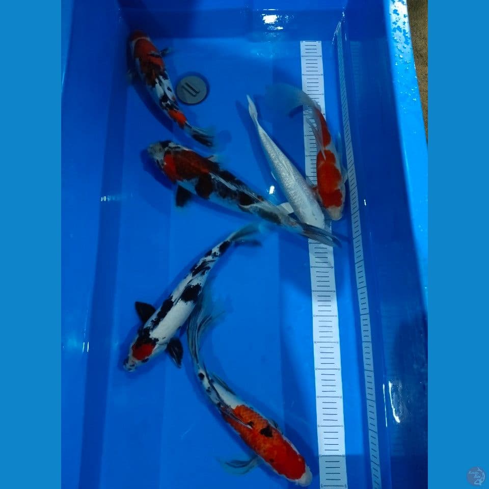mix kumpay, tancho showa, sanke, platinum ginrin , gingga