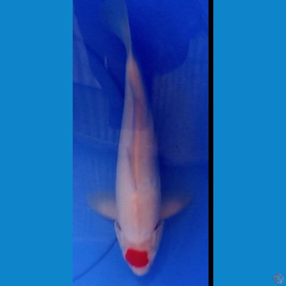 tanco kohaku 32
