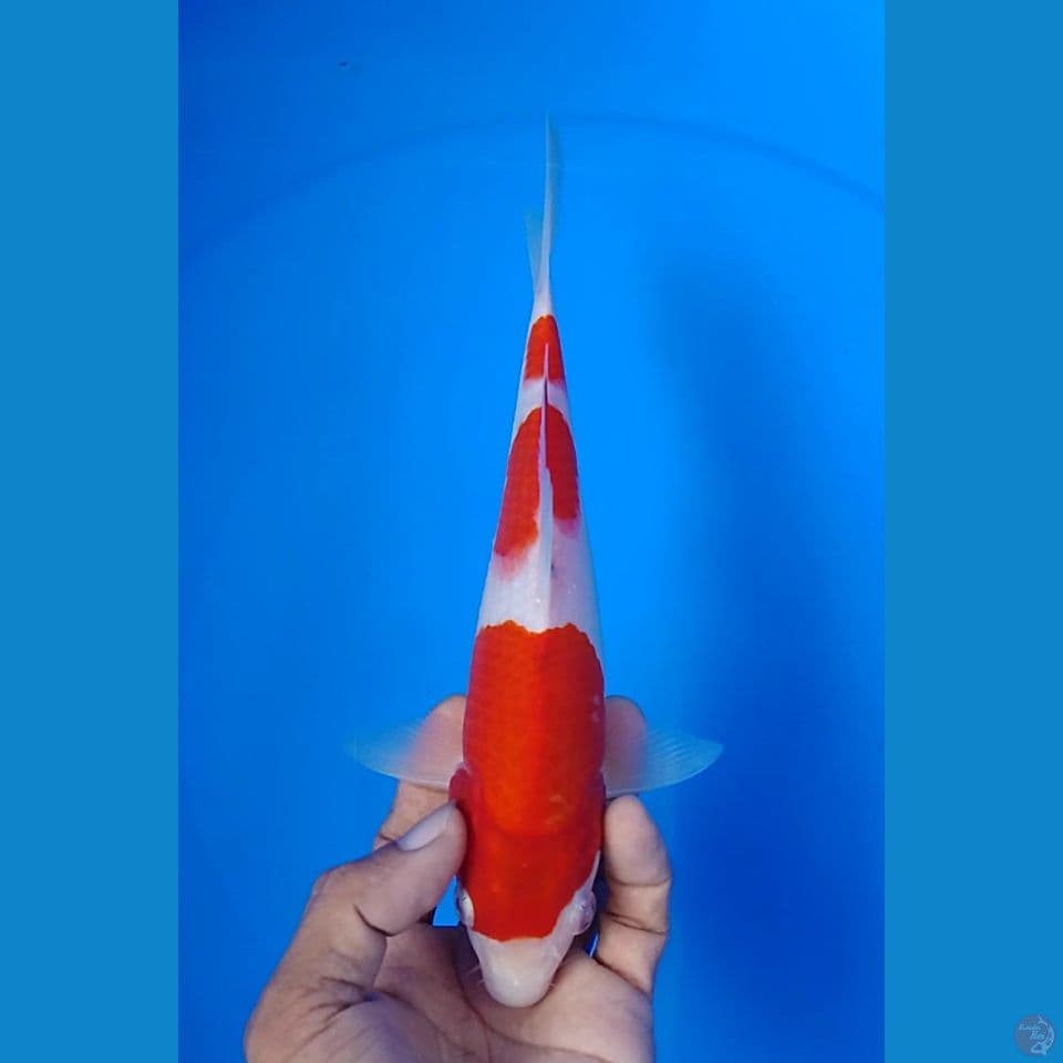 kohaku size : 22cm.m