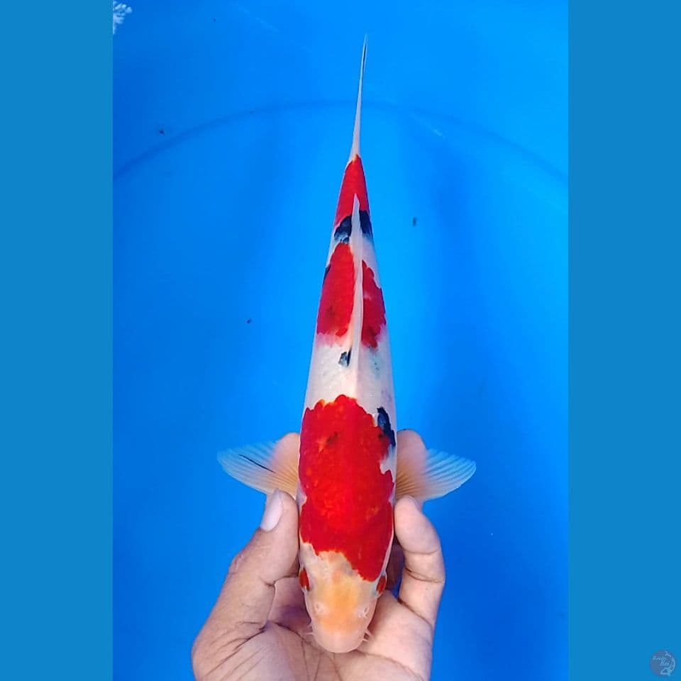 sanke size : 26cm.m