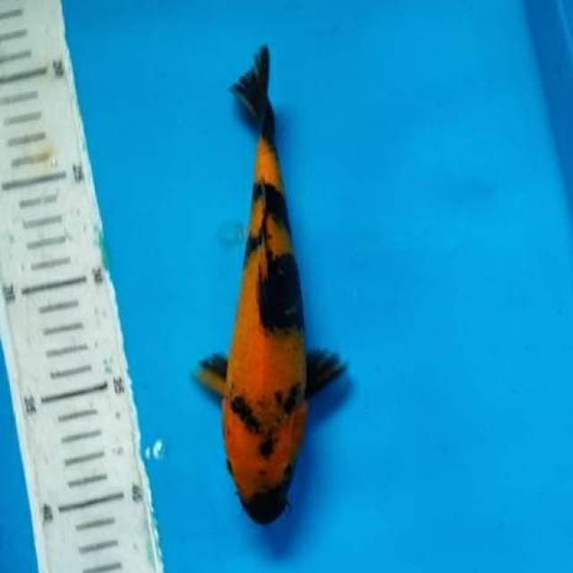 Utsuri 21 cm