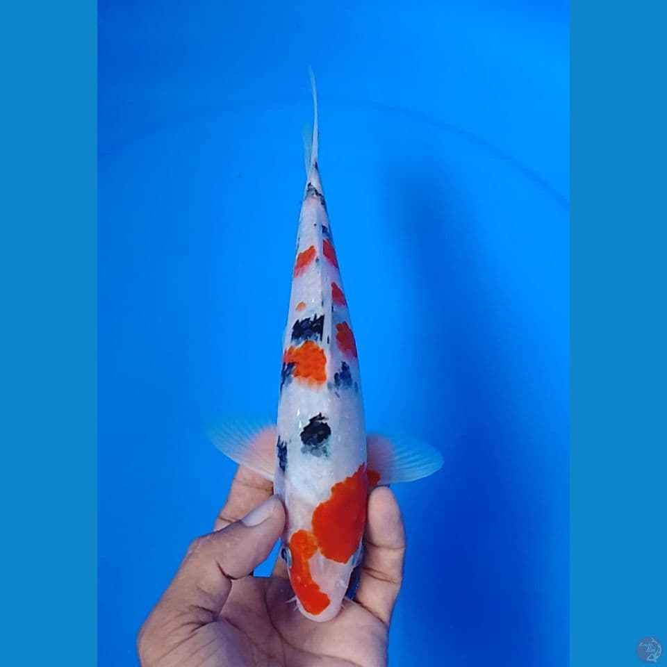 sanke size : 23 cm