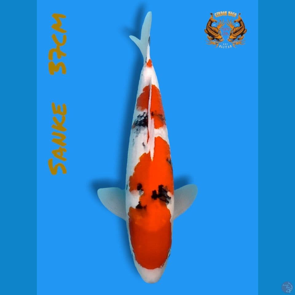 sanke good skin 37cm