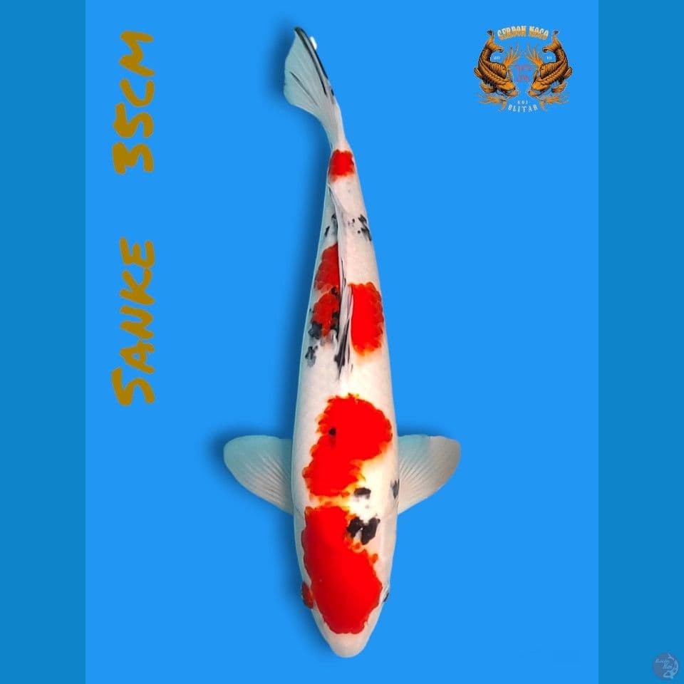 original tsubosumi 35cm