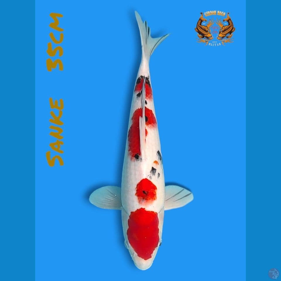 maruten tsubosumi 35cm