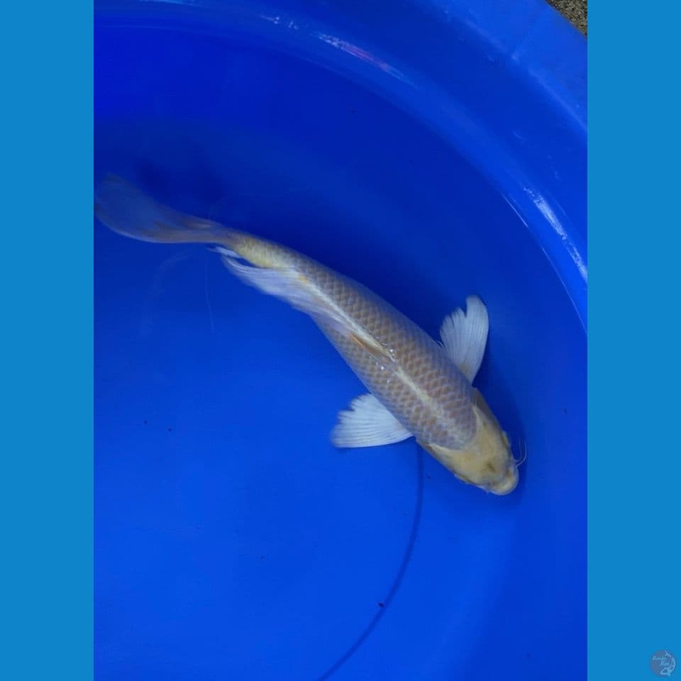 Ogon Slayer 38cm