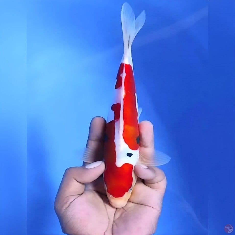 Doitsu sanke# 21cm - Male