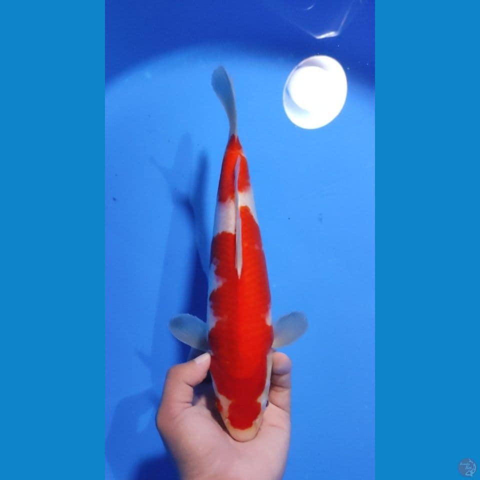 KOHAKU RED STRONG 30CM - FEEMALE