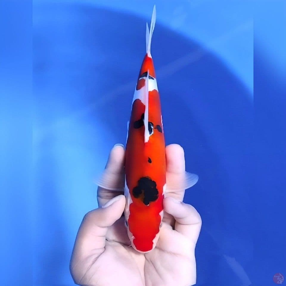 Doitsu sanke# 23cm - Male