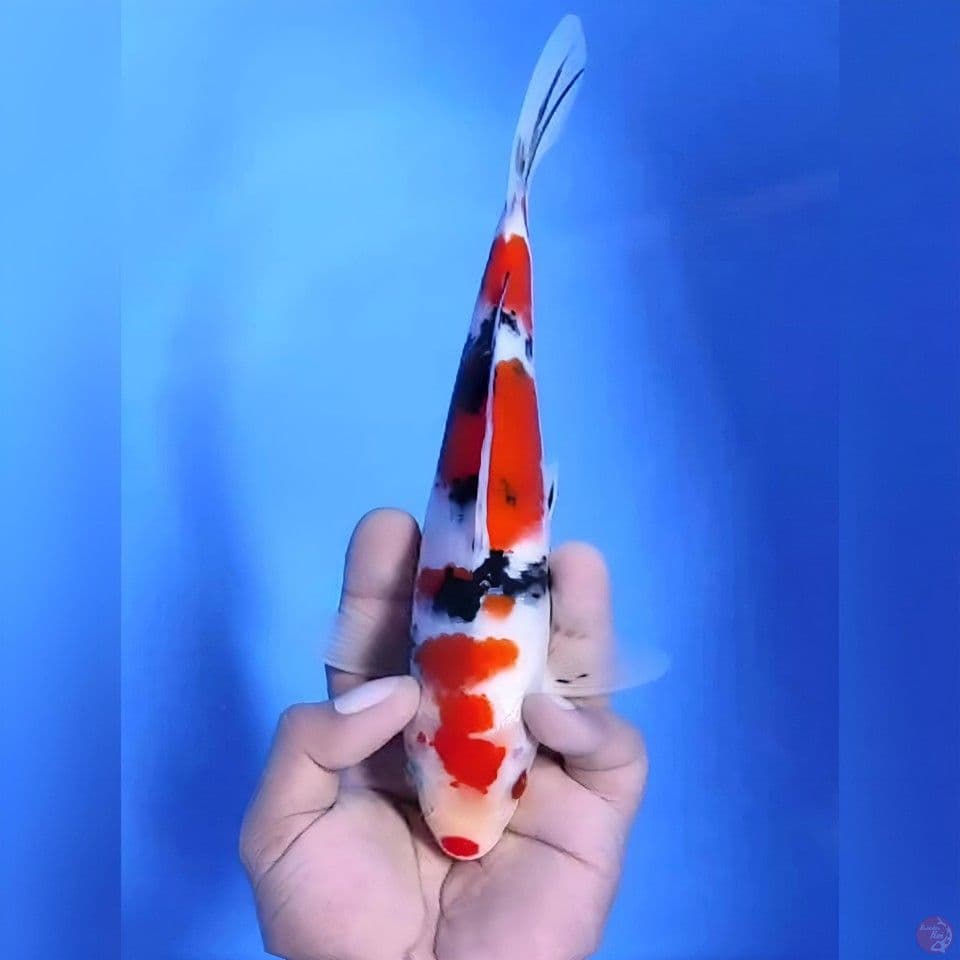 Sanke# 24cm - Male