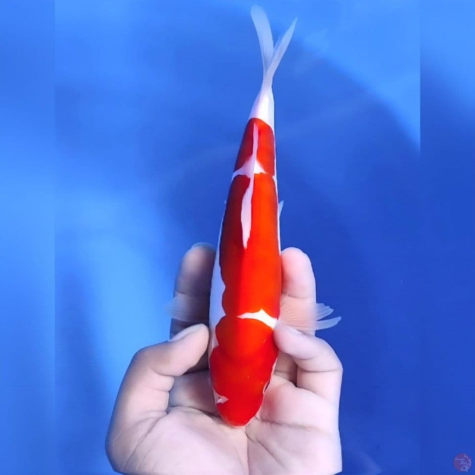 Doitsu kohaku# 23cm - Female