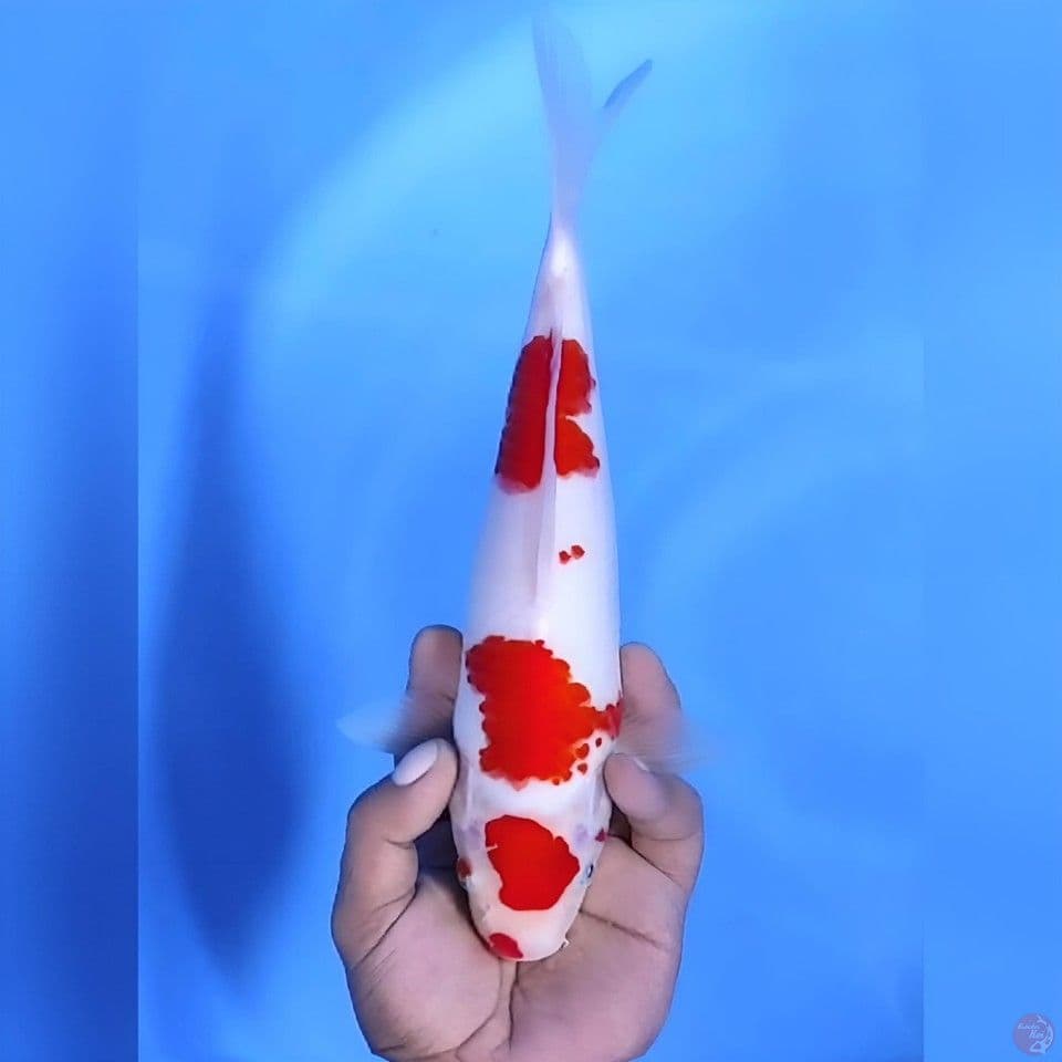 Kohaku# 30cm - Female