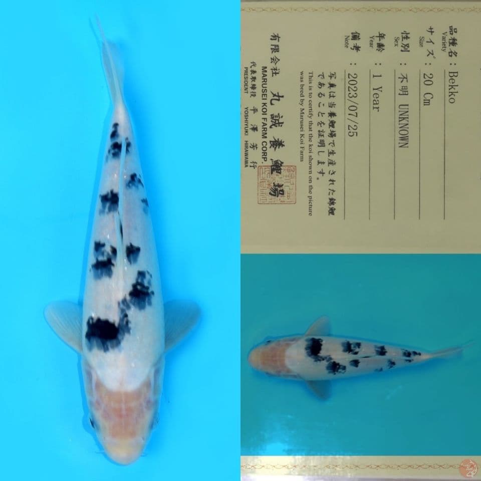 MARUSEI BEKKO SQ 30CM
