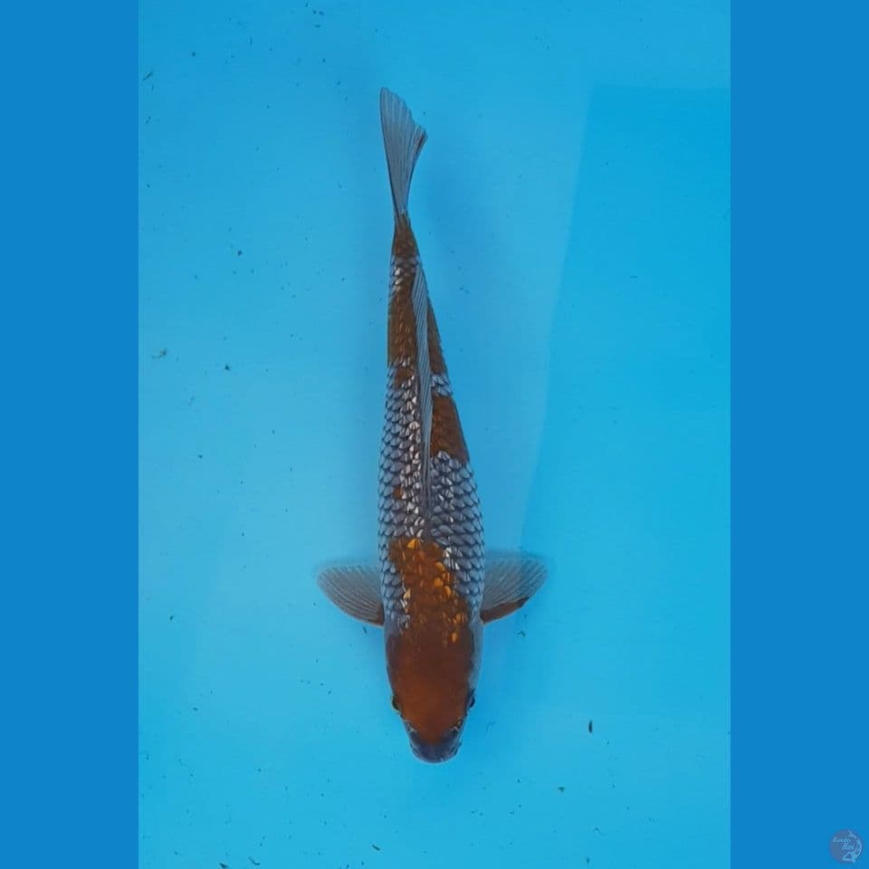 ORIGINAL OCHIBA GINRIN 28cm