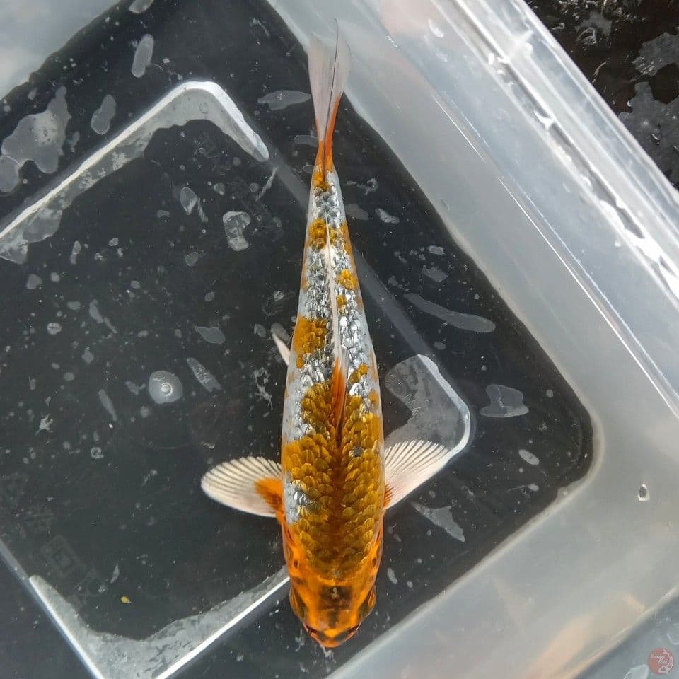 GOSHIKI GINRIN 15CM