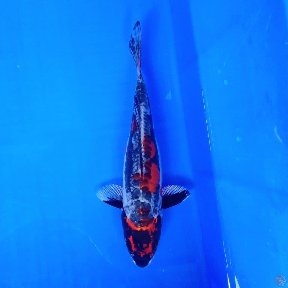 BENI KIKO 22CM