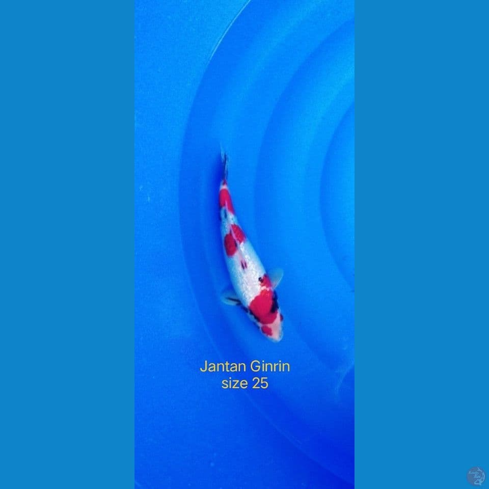 Showa Jantan ginrin