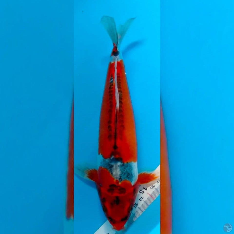 super benikikokuryu 32cm male