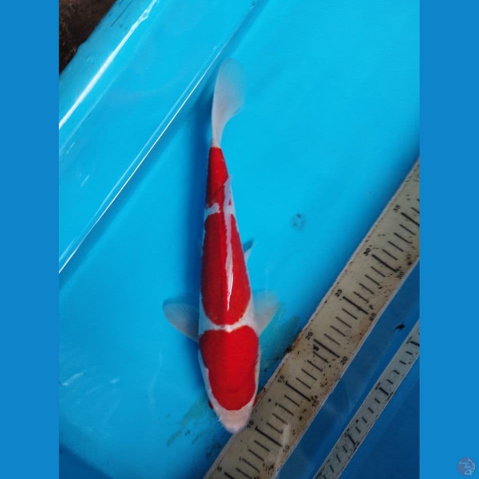 kohaku 32cm
