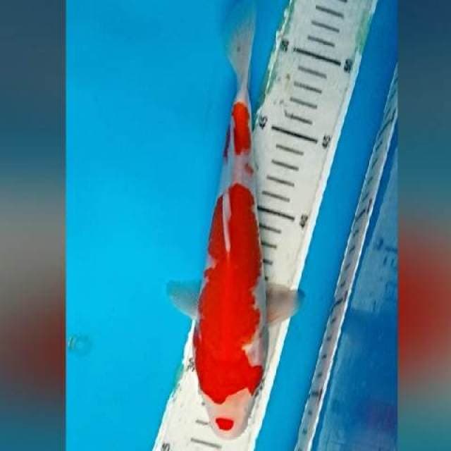 Kohaku 23cm