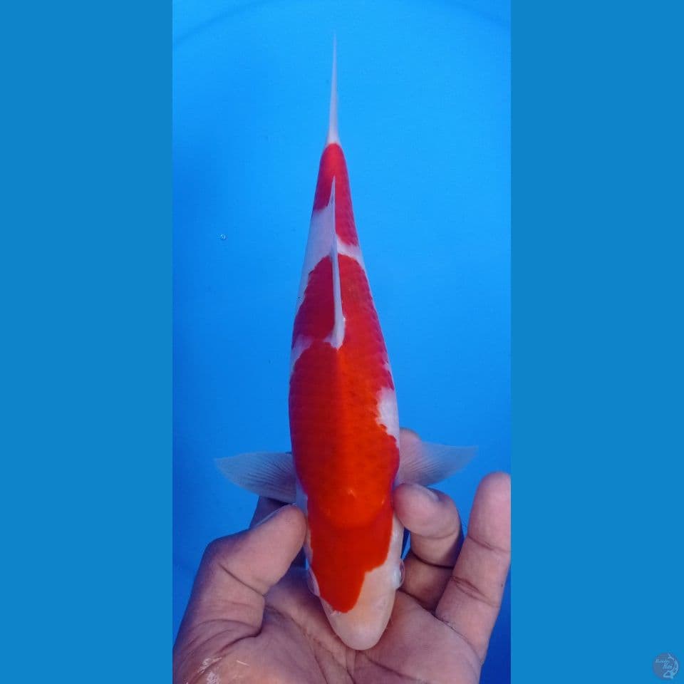 kohaku 29
