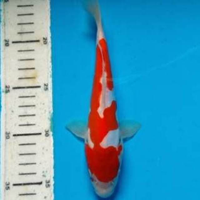 Kohaku 22 cm