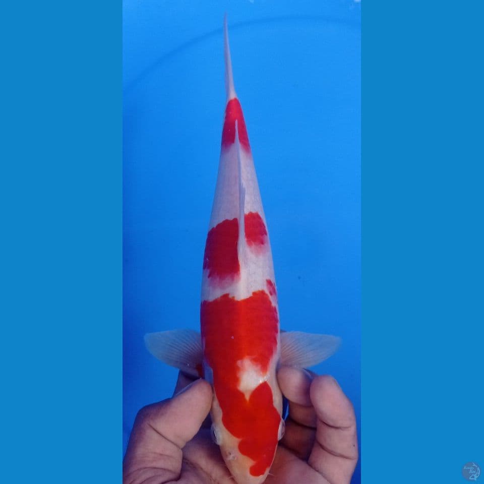 kohaku 30