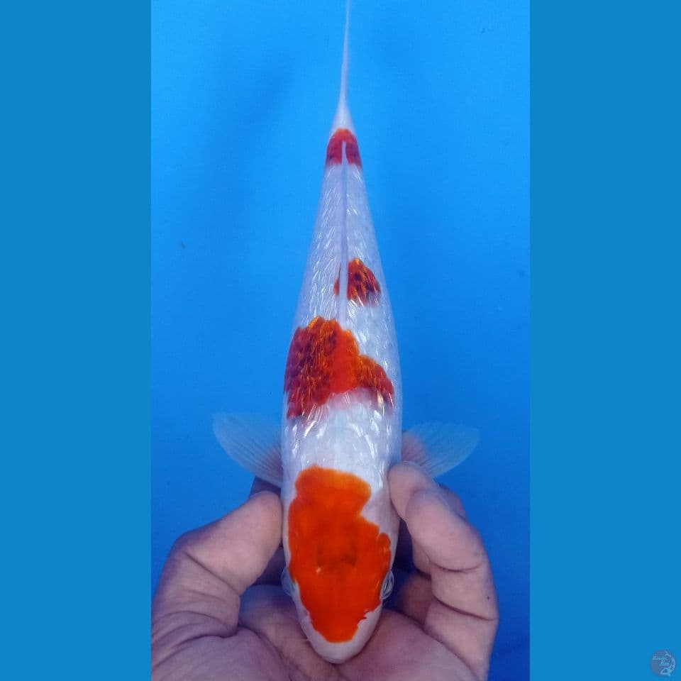 goromo 27