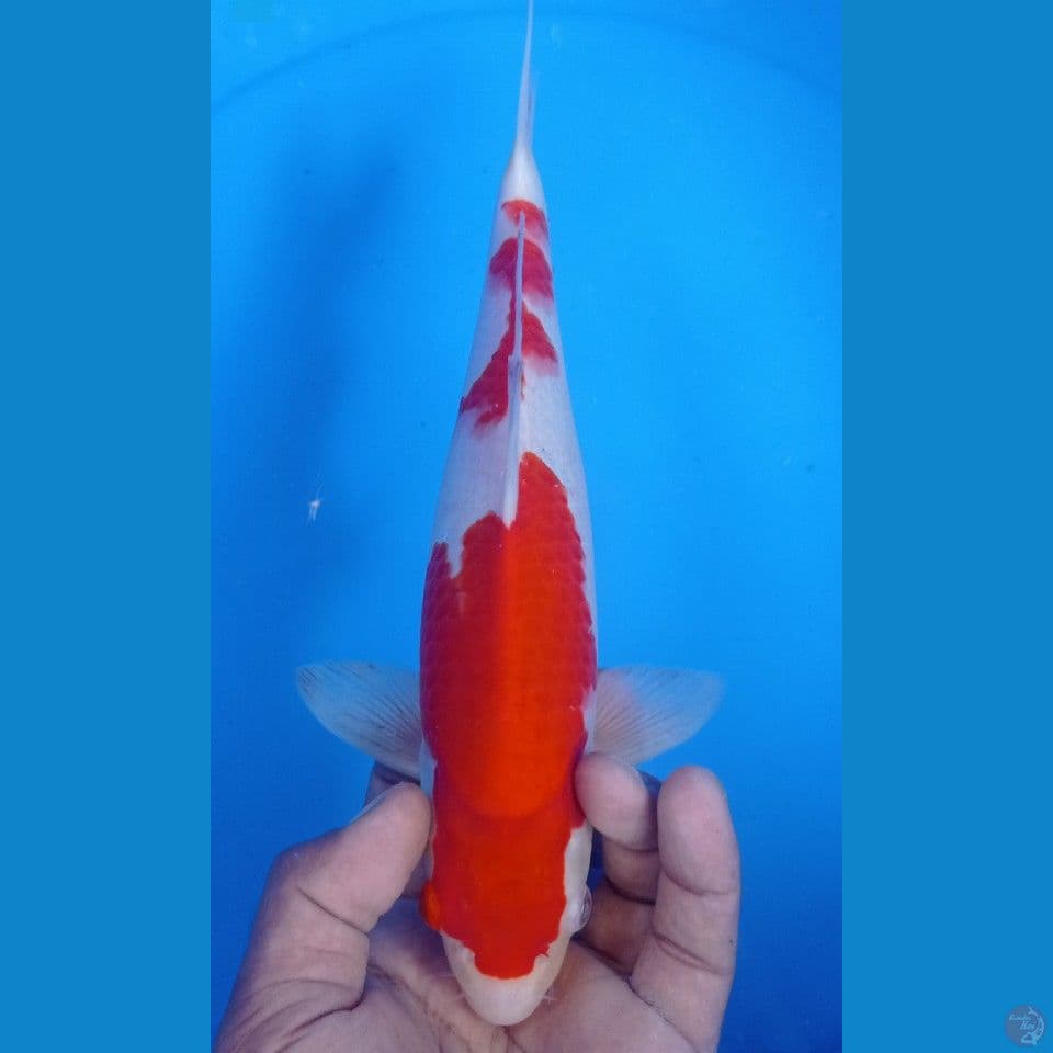 kohaku 30