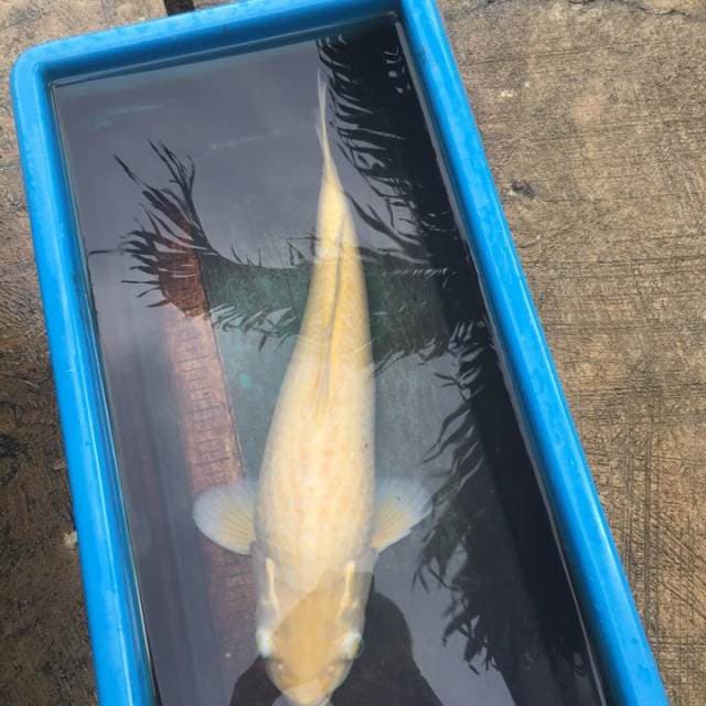 karashi 50cm import ada minus jd ob 0