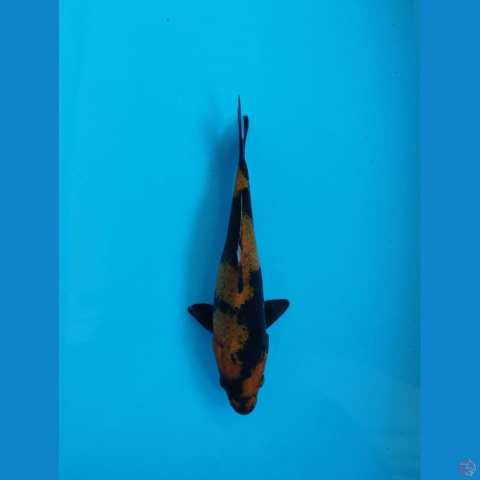 hiu 22cm