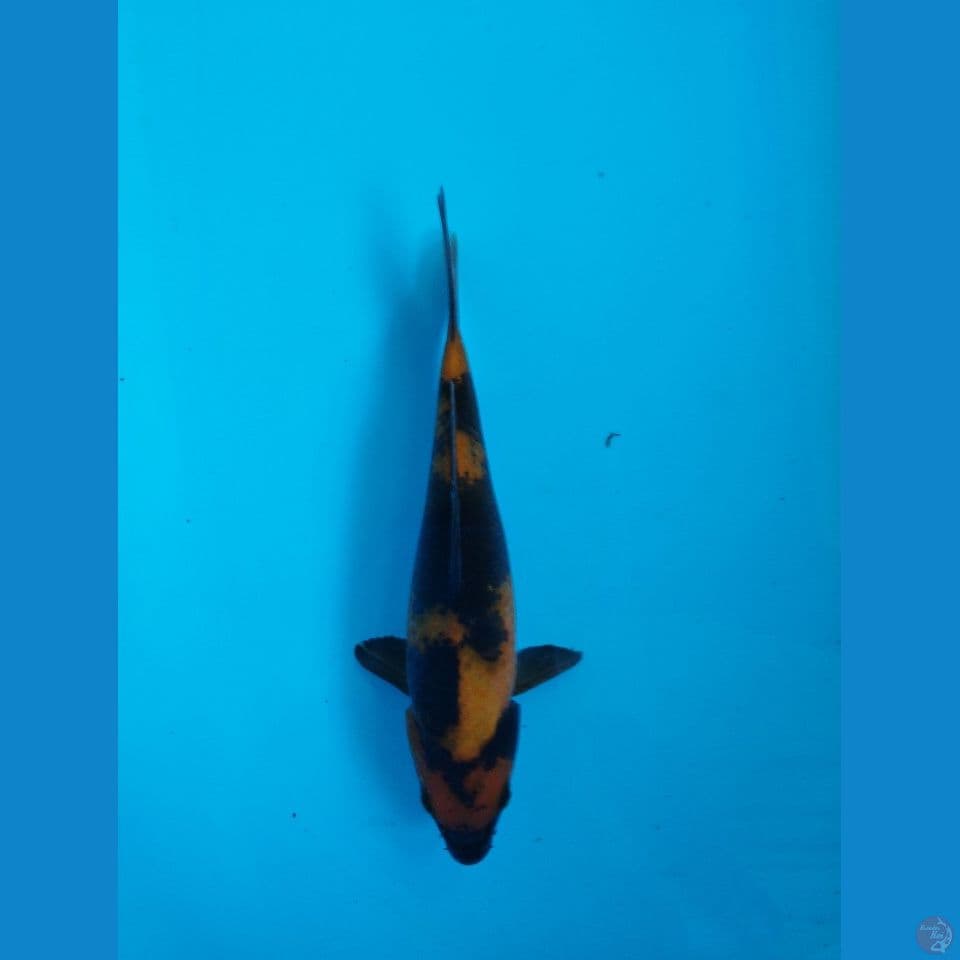 hiu 23cm