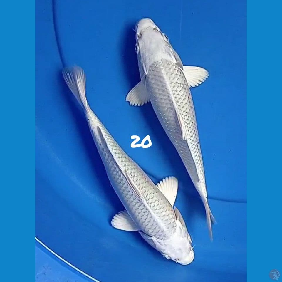 PLATINUM BERSIH 20cm