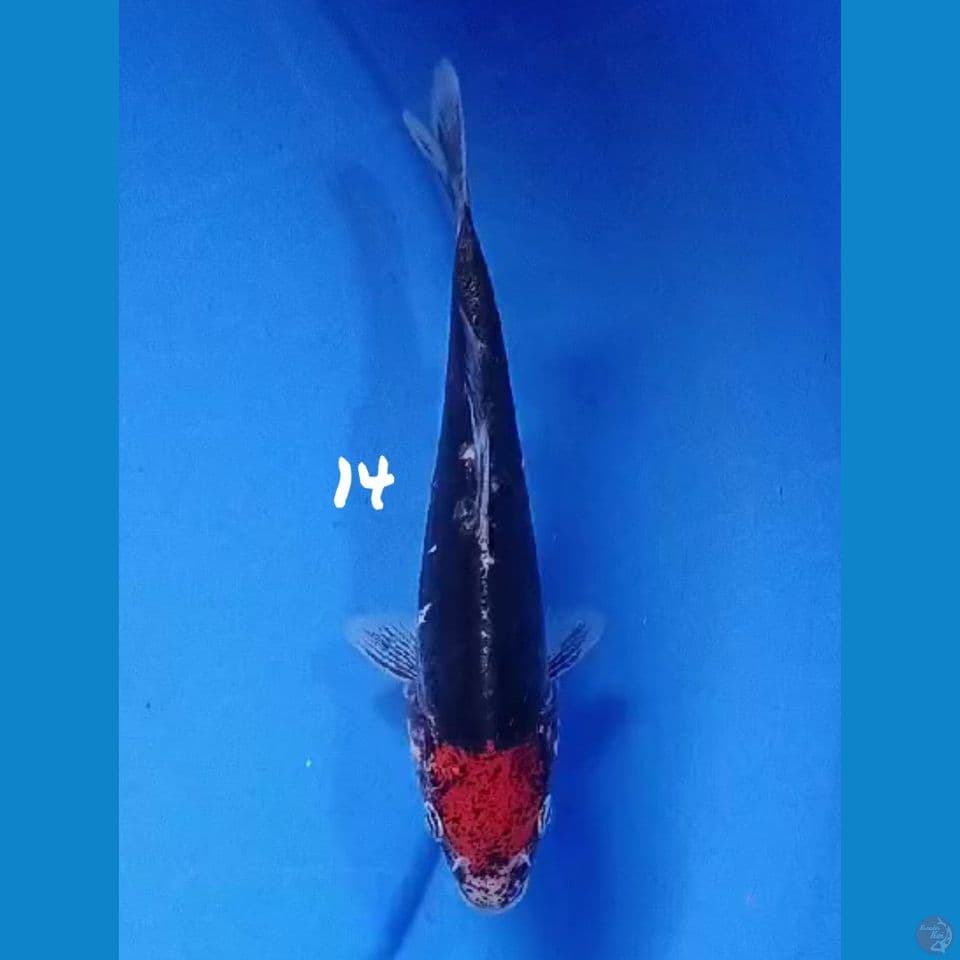 TC BENI KUMON ORI 14cm