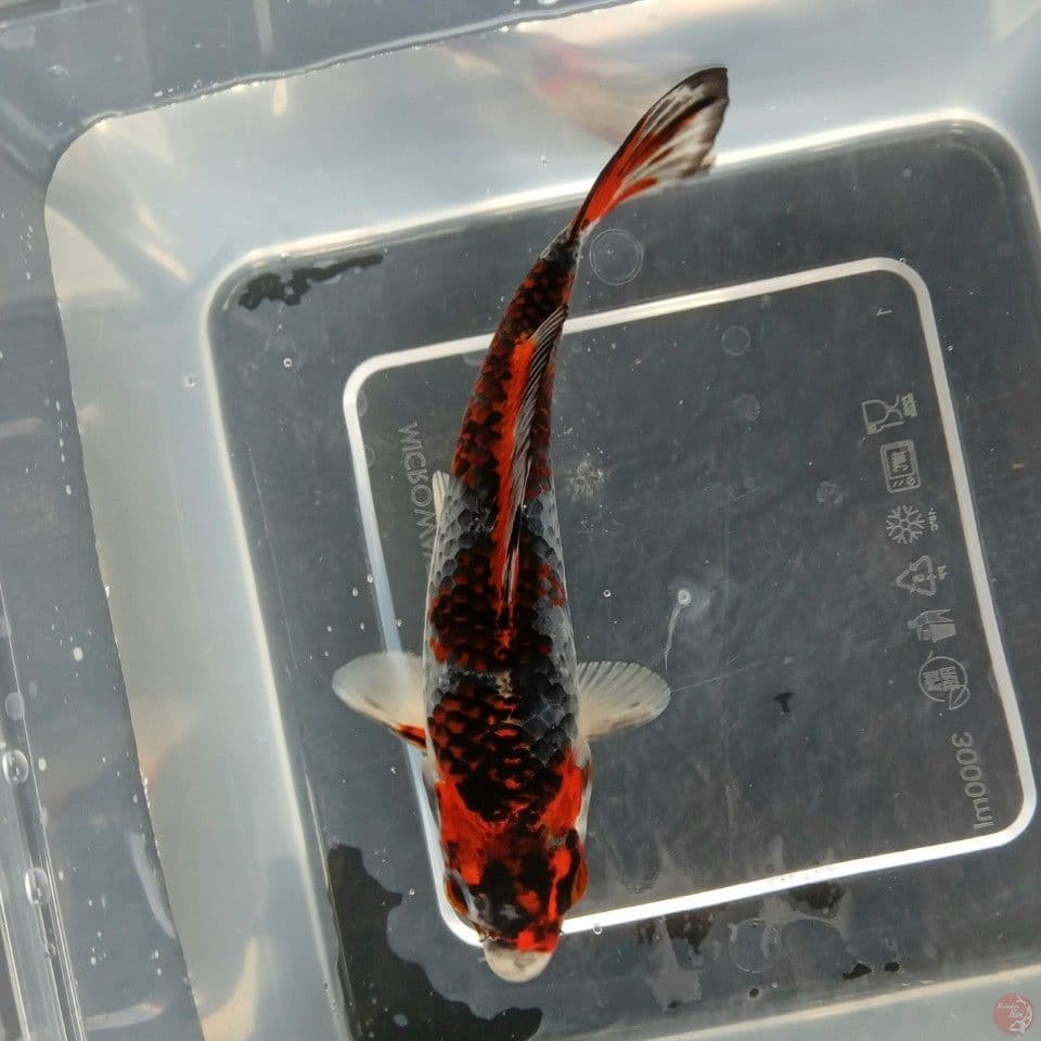 BENI GINGGA 17CM