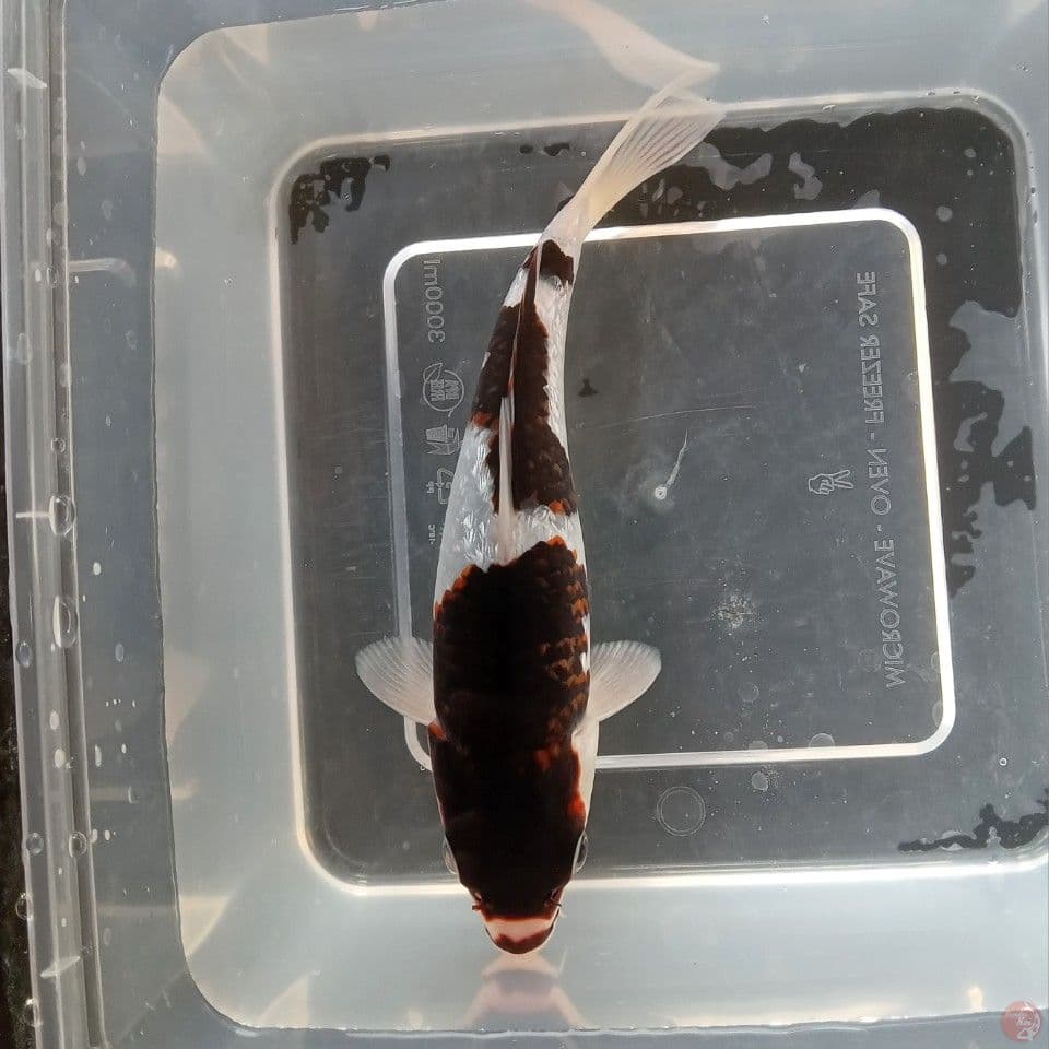 GOROMO GINRIN 18CM