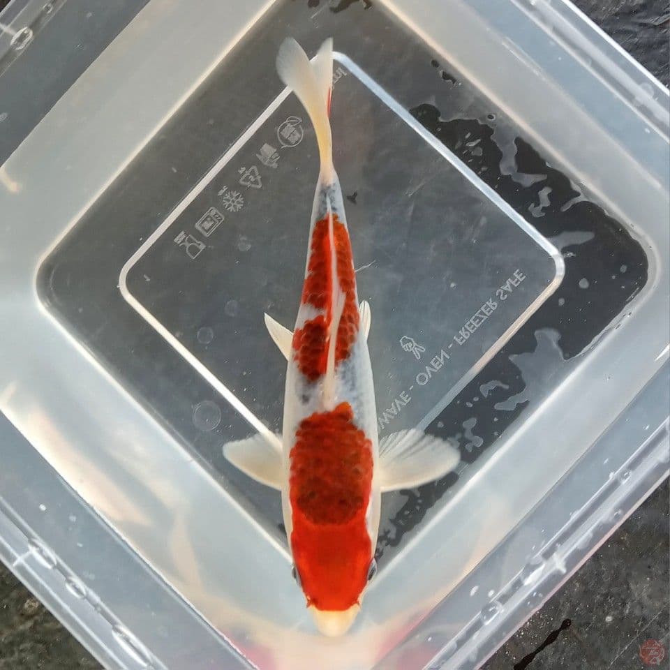 AI GOROMO 18CM