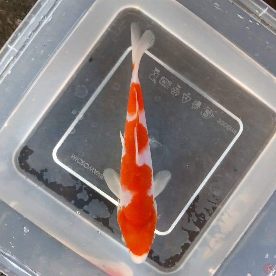 INAZUMA 18CM