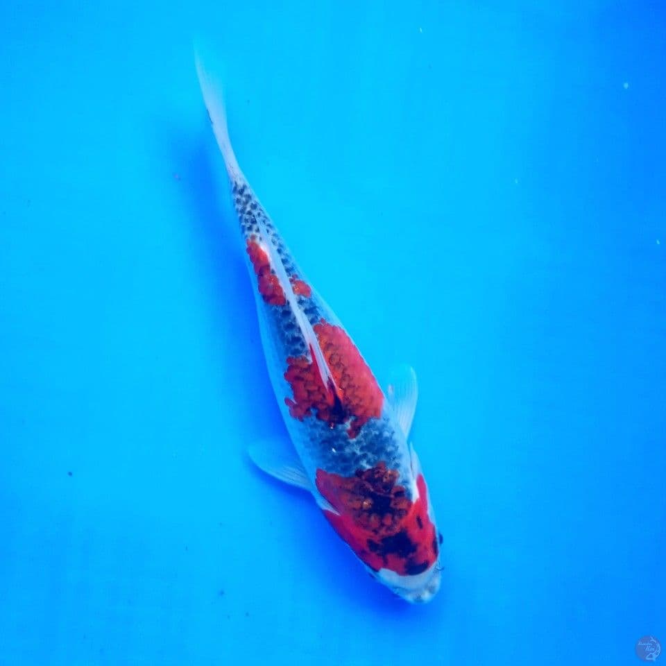 GOSHIKI RACING STEP 3 ORI 27CM