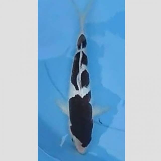 nih dia ikan koi koromo terbaik di breederkoi?