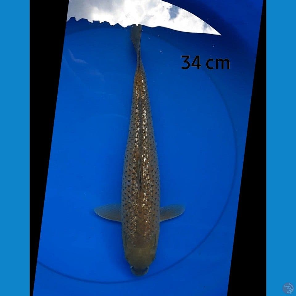 Midori ginrin male 34 cm
