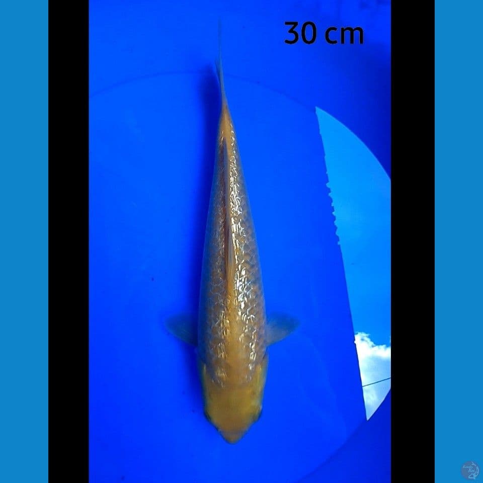 Karshi ginrin 30 cm